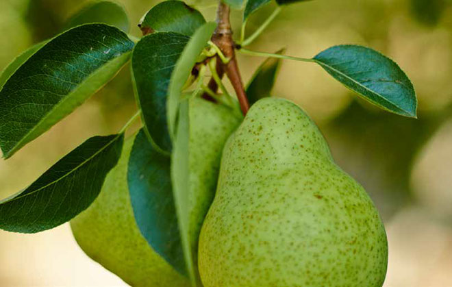 Pears on tree