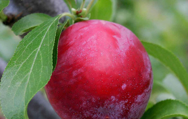 Red fruit on tree