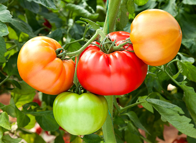 Reg, green and orange tomatoes on the vine