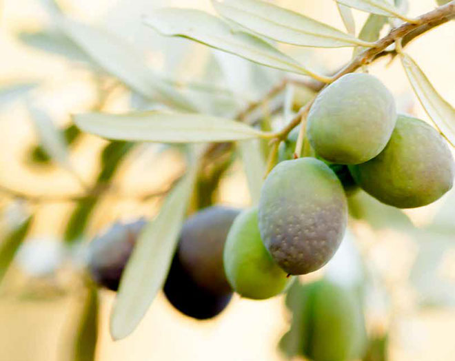 Fruit on tree