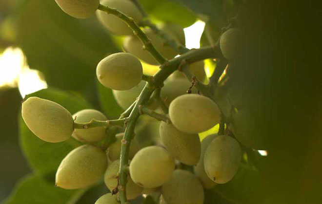 fruit on tree