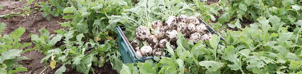 A basket of turnips