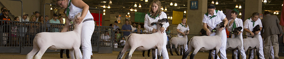 Sheep Show