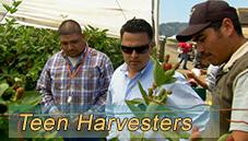 Teen Harvesters