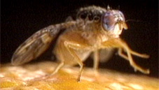 CA launches emergency treatment to remove oriental fruit flies