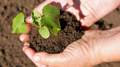 hands holding a seedling